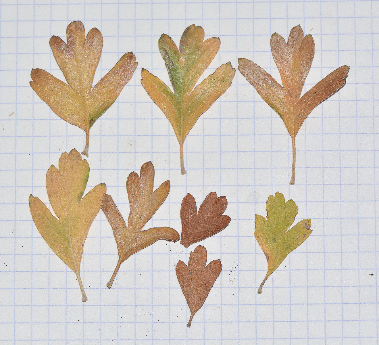 Image of Crataegus aronia specimen.
