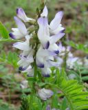 Astragalus alpinus