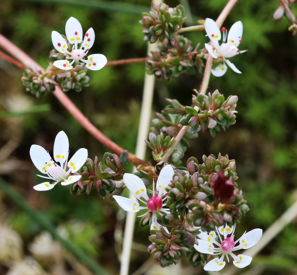 Изображение особи Micranthes foliolosa.