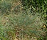 genus Festuca. Цветущее растение. Восточный Казахстан, г. Усть-Каменогорск, правый берег р. Иртыш, остепнённый луг. 31.05.2017.