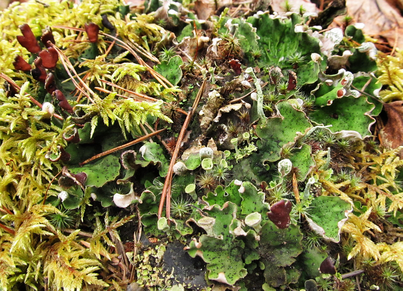 Image of Peltigera aphthosa specimen.