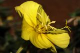 Oenothera drummondii. Цветок. Израиль, г. Бат-Ям, рудеральное местообитание. 10.11.2017.