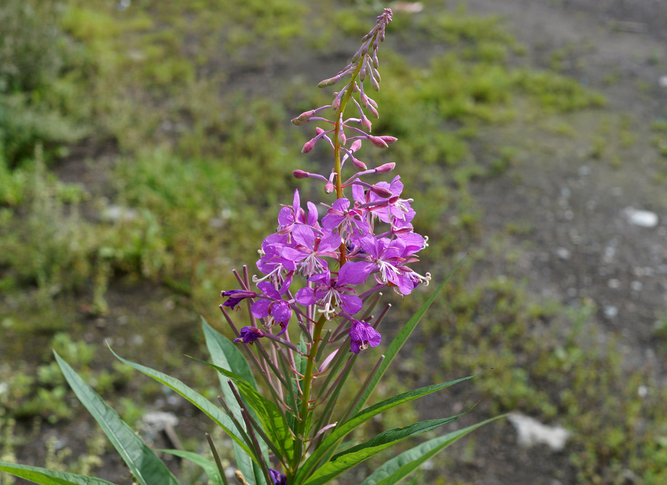 Изображение особи Chamaenerion angustifolium.