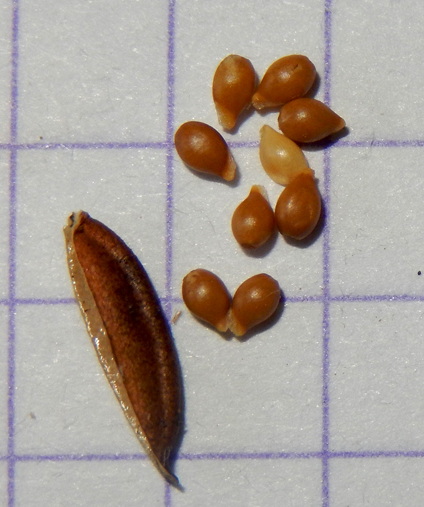 Image of Viola reichenbachiana specimen.