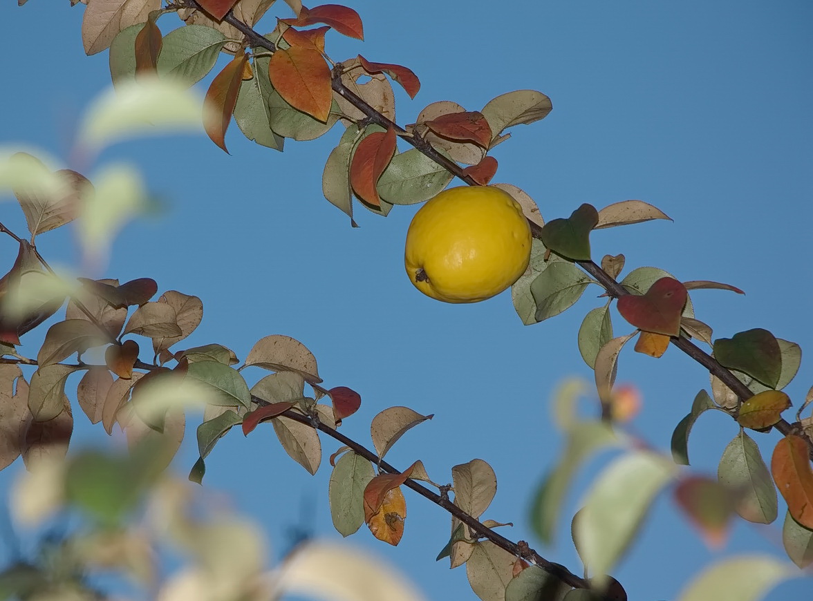 Изображение особи Pseudocydonia sinensis.