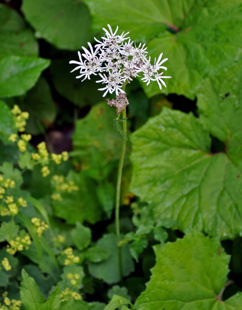 Изображение особи Heracleum apiifolium.