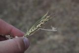 Echinochloa crus-galli. Верхушка плодоносящего растения. Волгоградская обл., г. Волгоград, пойма р. Волга, остров Сарпинский. 28 сентября 2017 г.