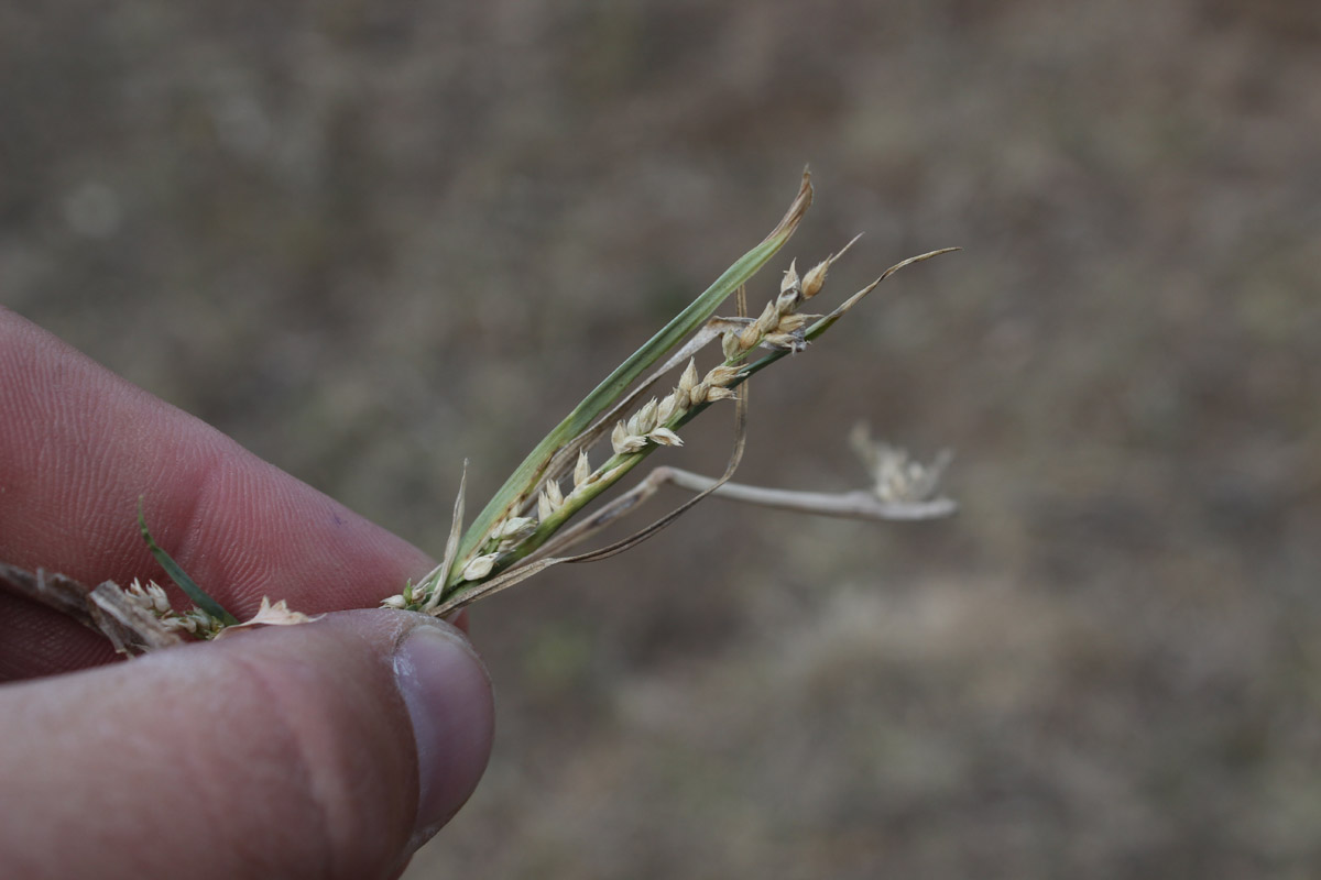 Image of Echinochloa crus-galli specimen.