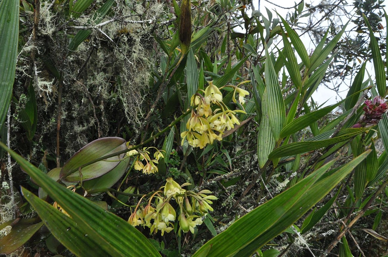 Изображение особи семейство Orchidaceae.