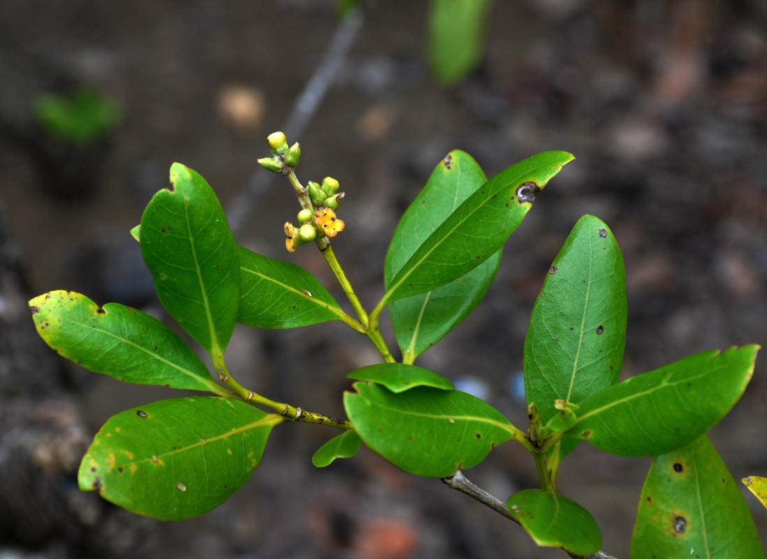 Изображение особи Avicennia marina.