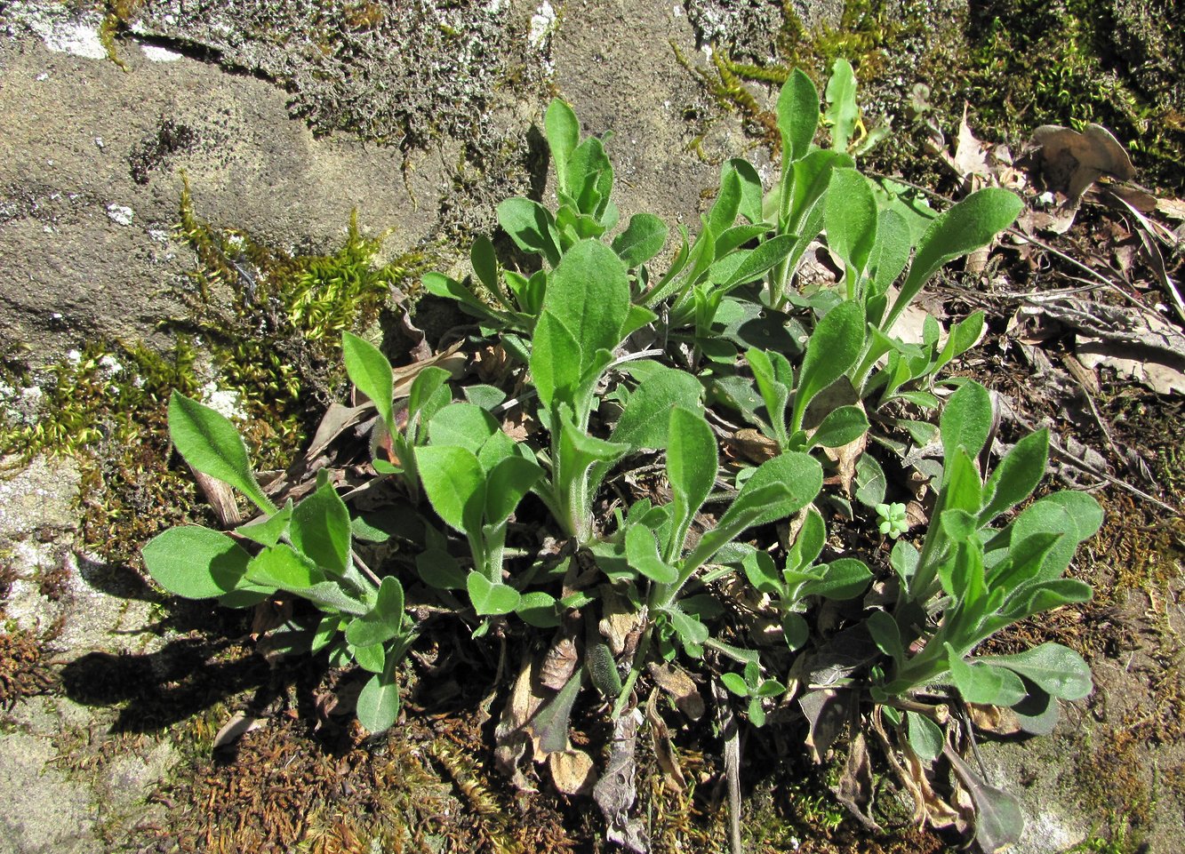 Изображение особи Silene italica.