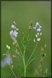 Astragalus sulcatus. Верхняя часть цветущего растения. Республика Татарстан, Спасский район. 13.07.2007.