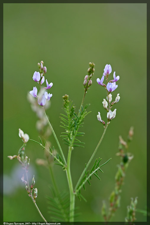 Изображение особи Astragalus sulcatus.