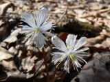 Eranthis stellata