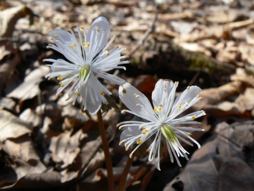 Image of Eranthis stellata specimen.