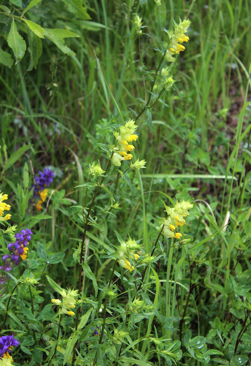 Изображение особи Rhinanthus aestivalis.