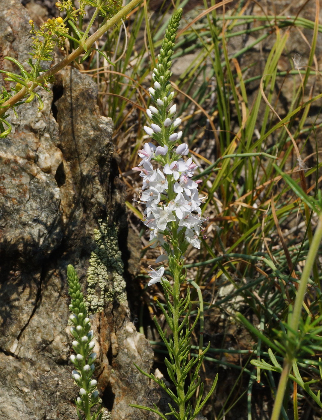 Image of Veronica pinnata specimen.