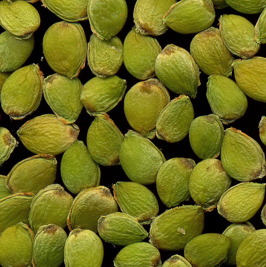 Image of Ulmus laevis specimen.