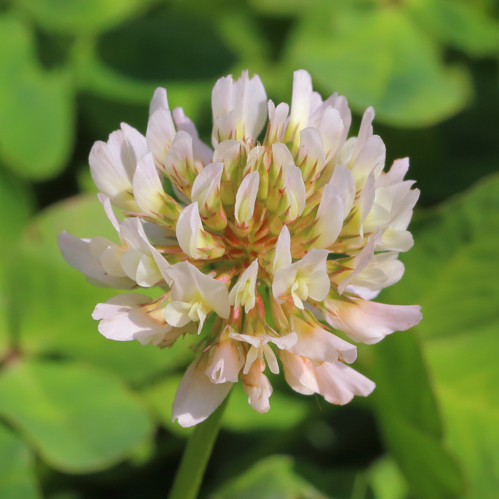 Image of Trifolium repens specimen.