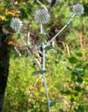 Echinops galaticus