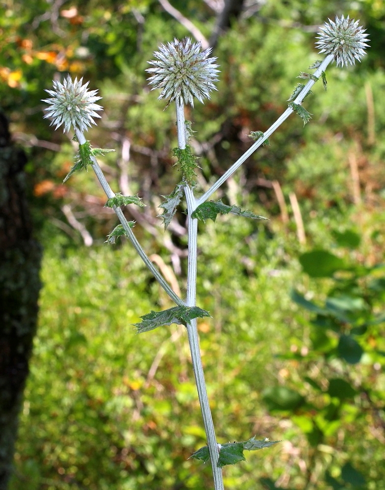 Изображение особи Echinops galaticus.