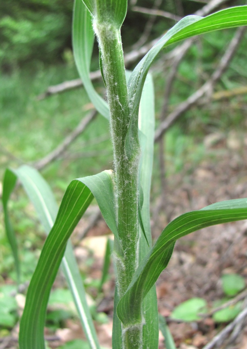 Image of Tragopogon dasyrhynchus specimen.