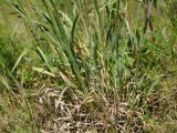 Phleum phleoides
