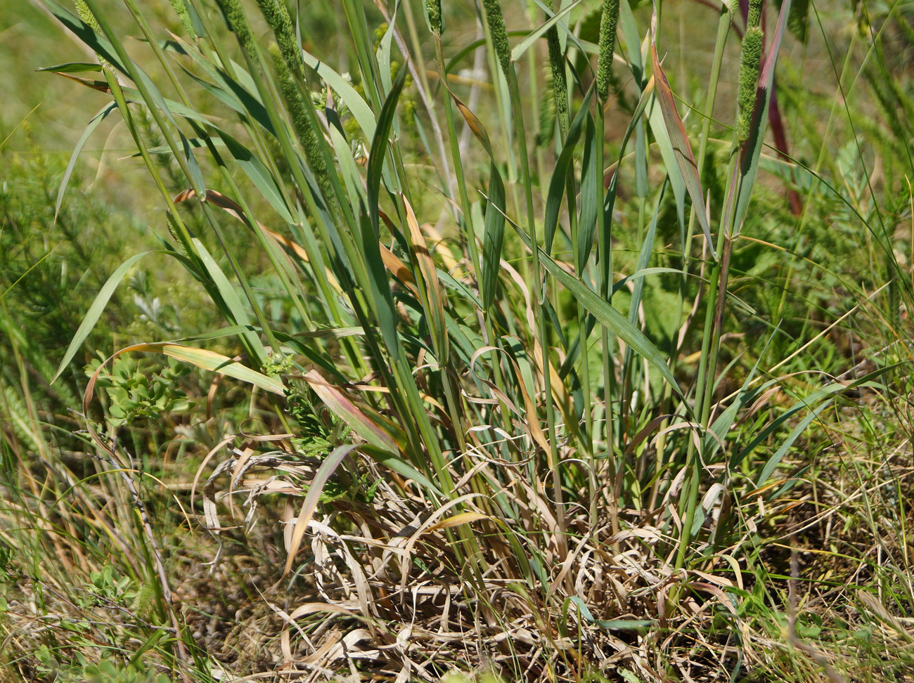 Изображение особи Phleum phleoides.