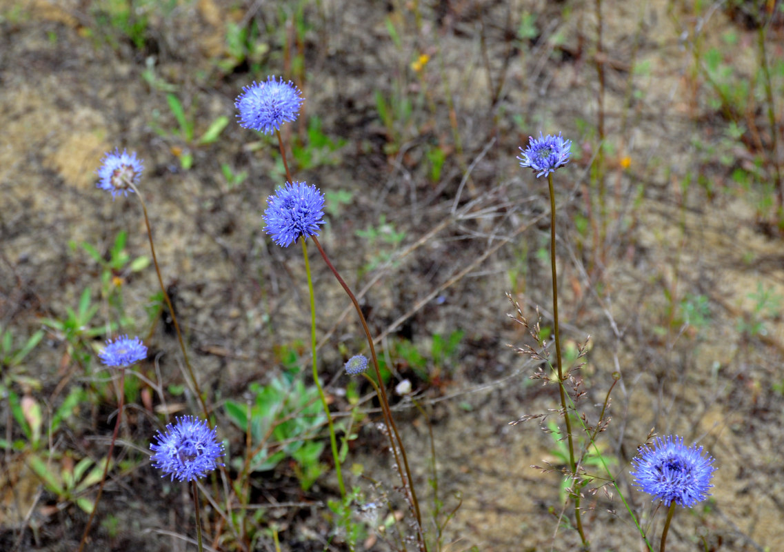 Image of Jasione montana specimen.