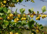 Berberis sphaerocarpa