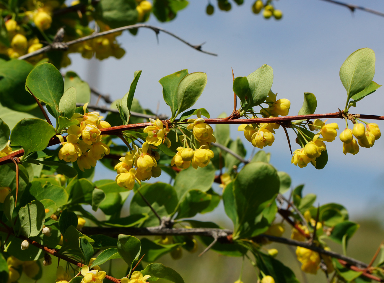 Image of Berberis sphaerocarpa specimen.