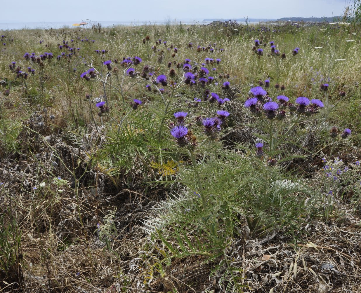 Image of Cynara cardunculus specimen.