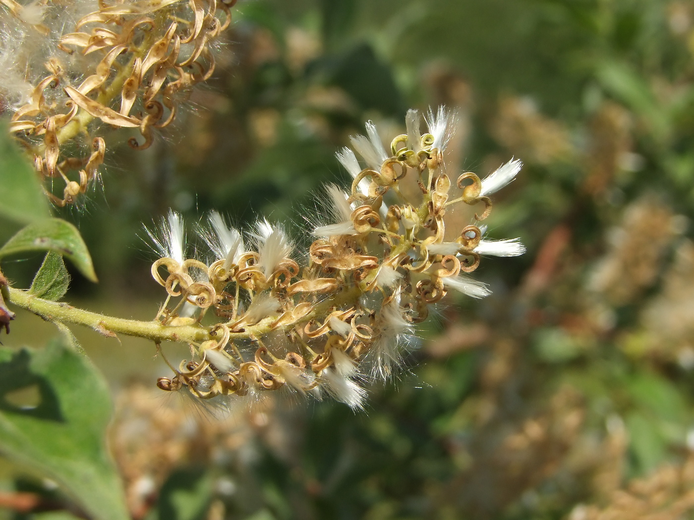 Image of Salix bebbiana specimen.