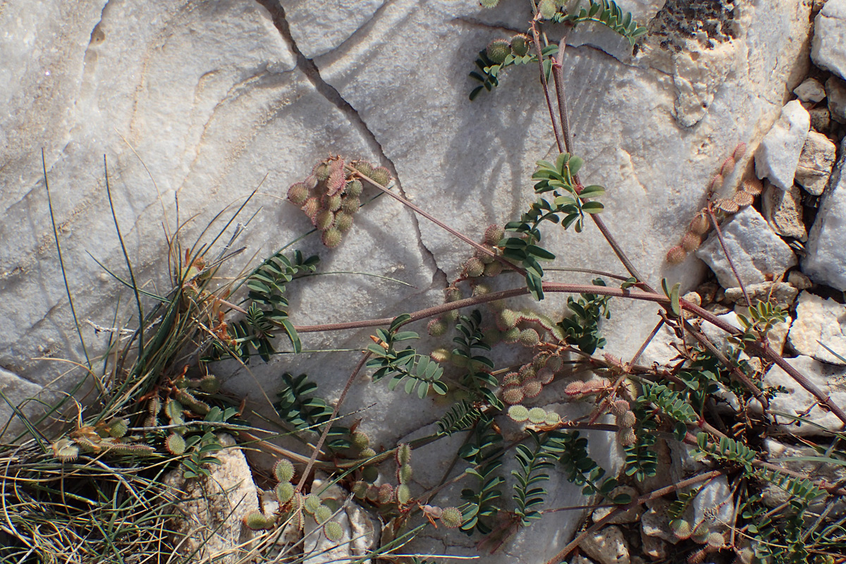 Изображение особи Hedysarum spinosissimum.