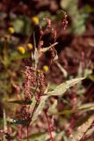 род Persicaria