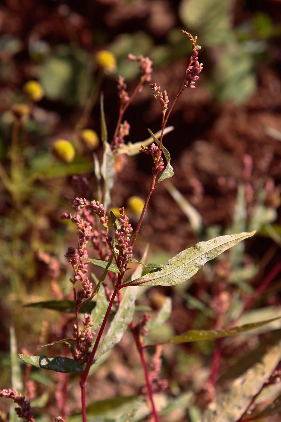 Изображение особи род Persicaria.