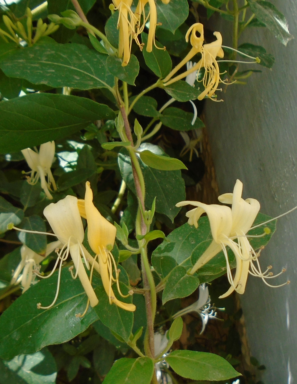 Изображение особи Lonicera japonica.