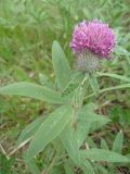 Trifolium alpestre. Верхушка цветущего растения. Южный Берег Крыма, Ялта, ущелье Уч-Кош. 06.06.2010.