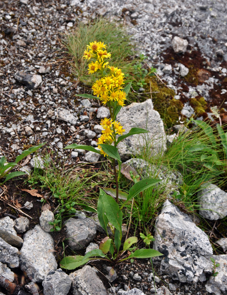 Image of Solidago virgaurea ssp. lapponica specimen.