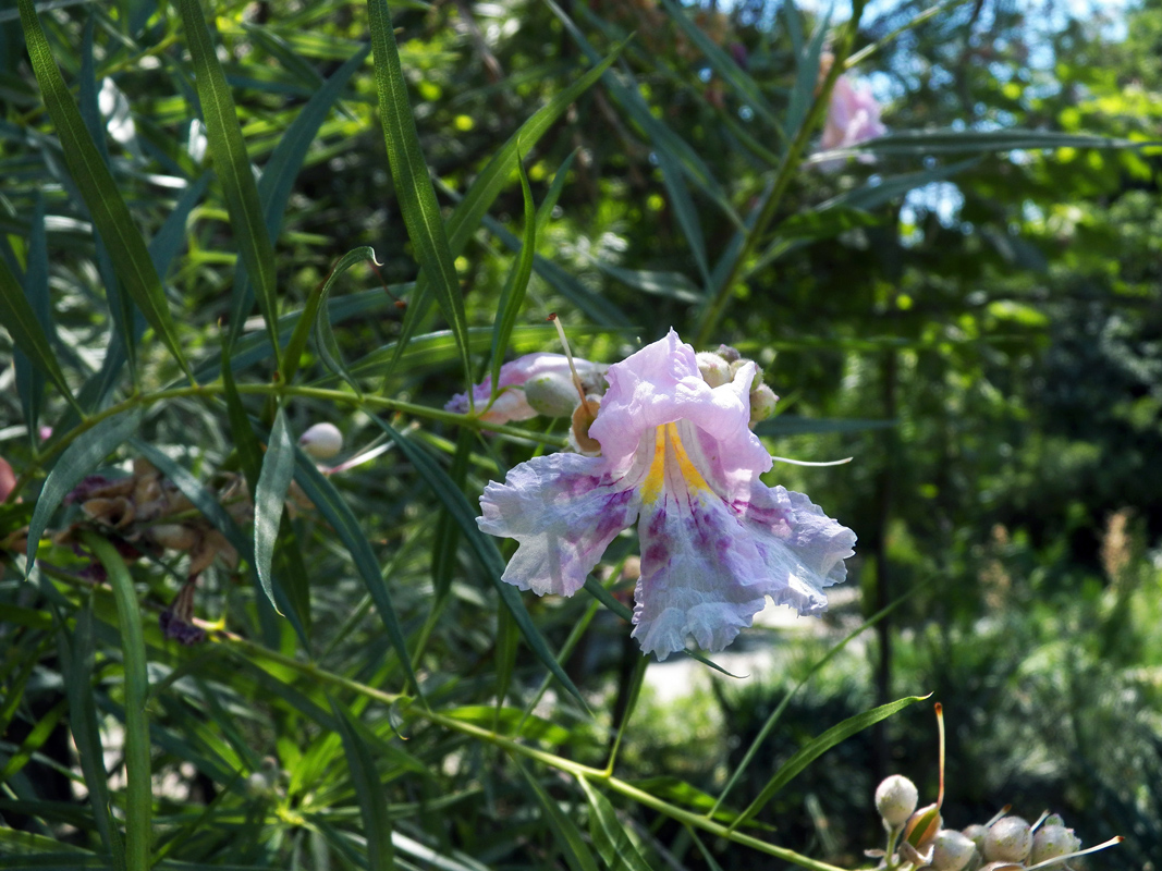 Изображение особи Chilopsis linearis.