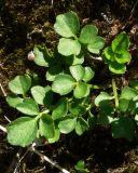 Cardamine blaisdellii. Листья. Чукотка, Билибинский р-н, напротив рудника Каральвеем, долина ручья, на сырой замшелой щебенке. 02.08.2018.