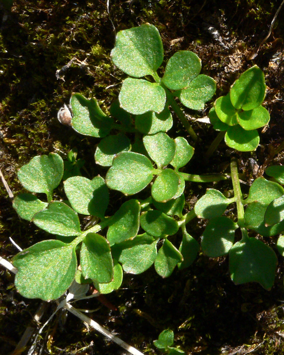 Image of Cardamine blaisdellii specimen.