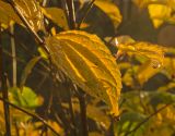 Philadelphus coronarius