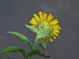 Inula britannica