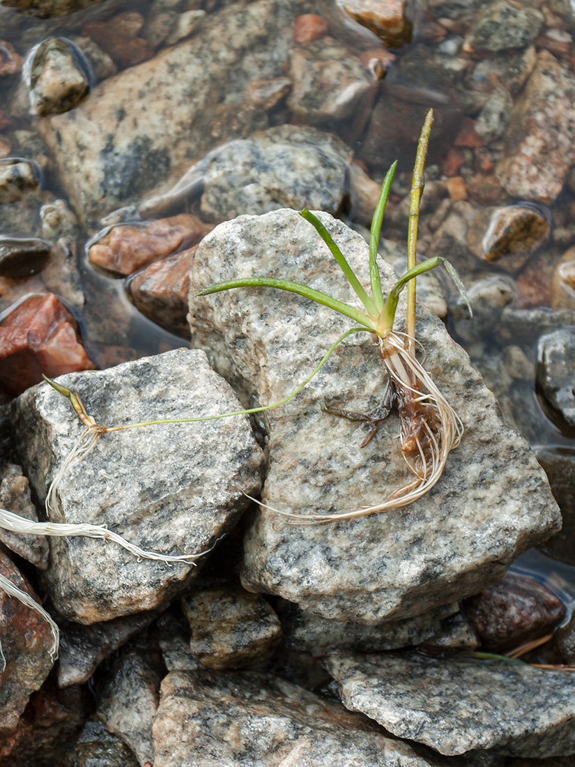 Image of Littorella uniflora specimen.