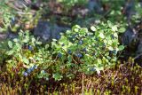 Vaccinium uliginosum. Плодоносящее растение на подушке из Polytrichum. Мурманская обл., Кандалакшский р-н, каменистый берег оз. Толванд на границе с сосновым лесом. 02.08.2018.