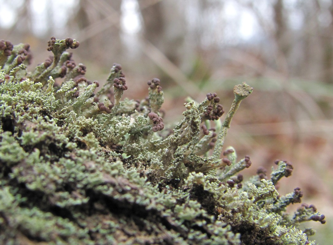 Изображение особи род Cladonia.