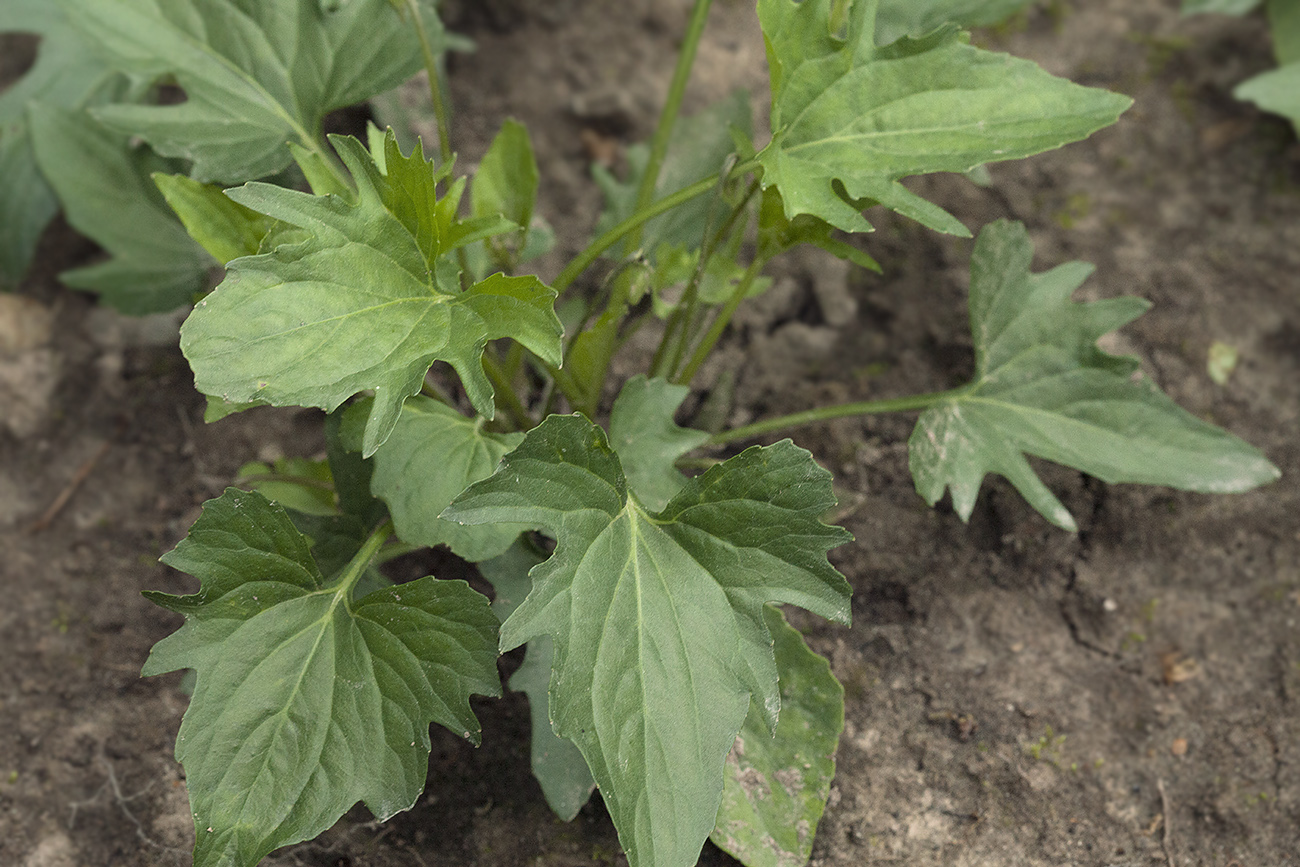 Image of Viola palmata specimen.