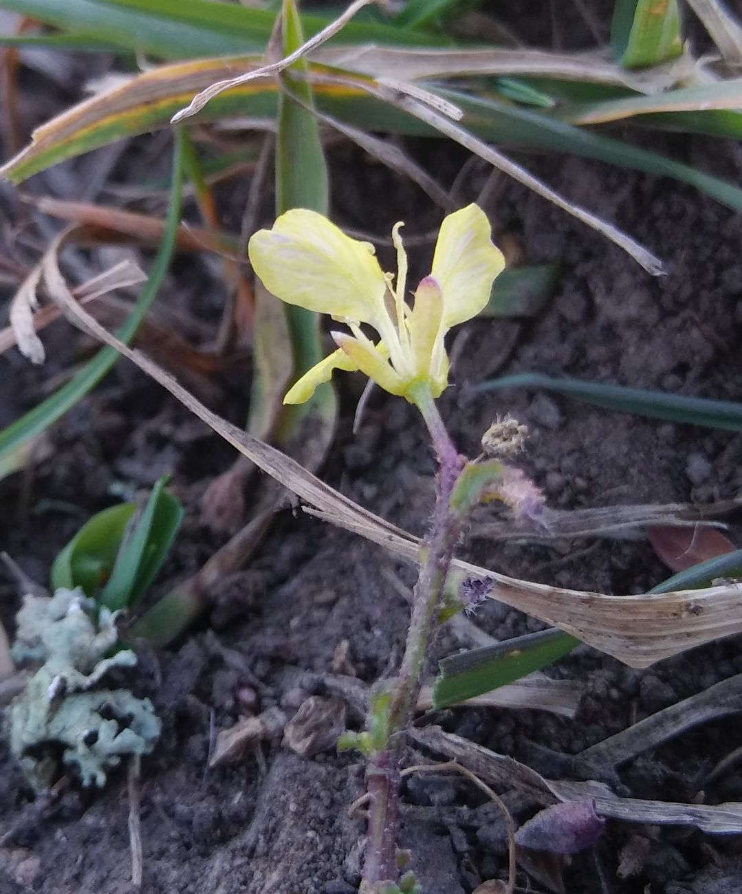 Изображение особи семейство Brassicaceae.