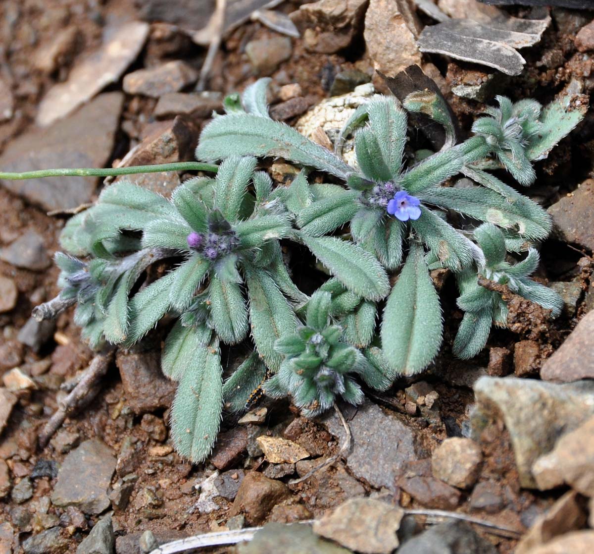 Image of Buglossoides incrassata specimen.